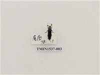 藏品(花蚤科)的圖片